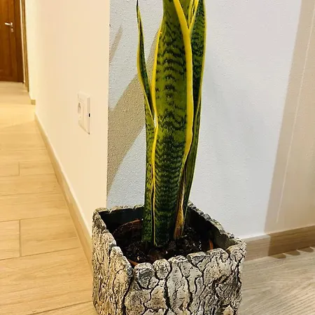 Casa Mia Malva * Riccò del Golfo di Spezia